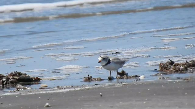 Piping Plover - ML580572921