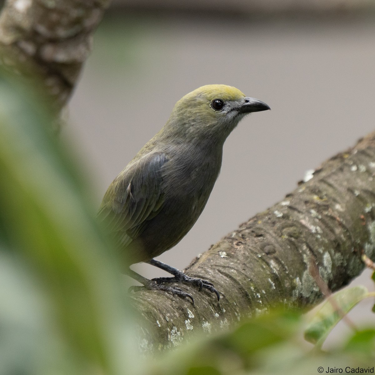 Palm Tanager - ML580573081