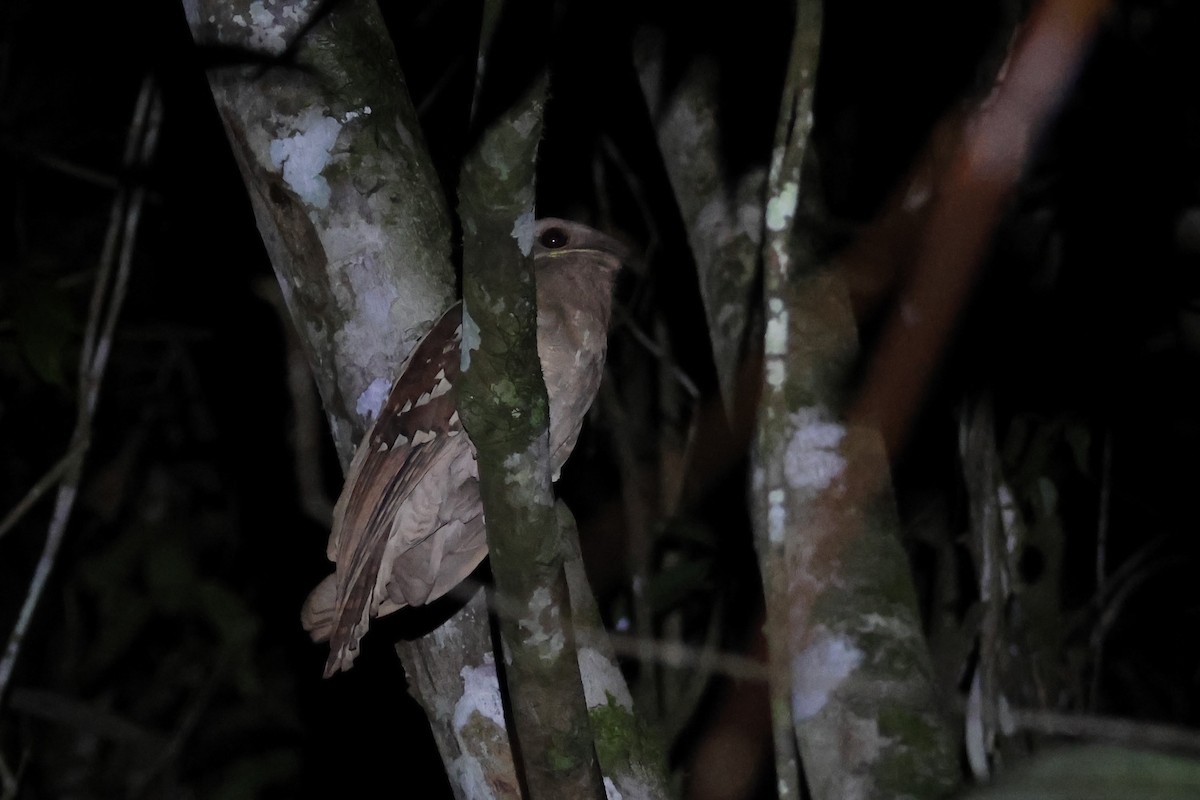 Dulit Frogmouth - ML580574111