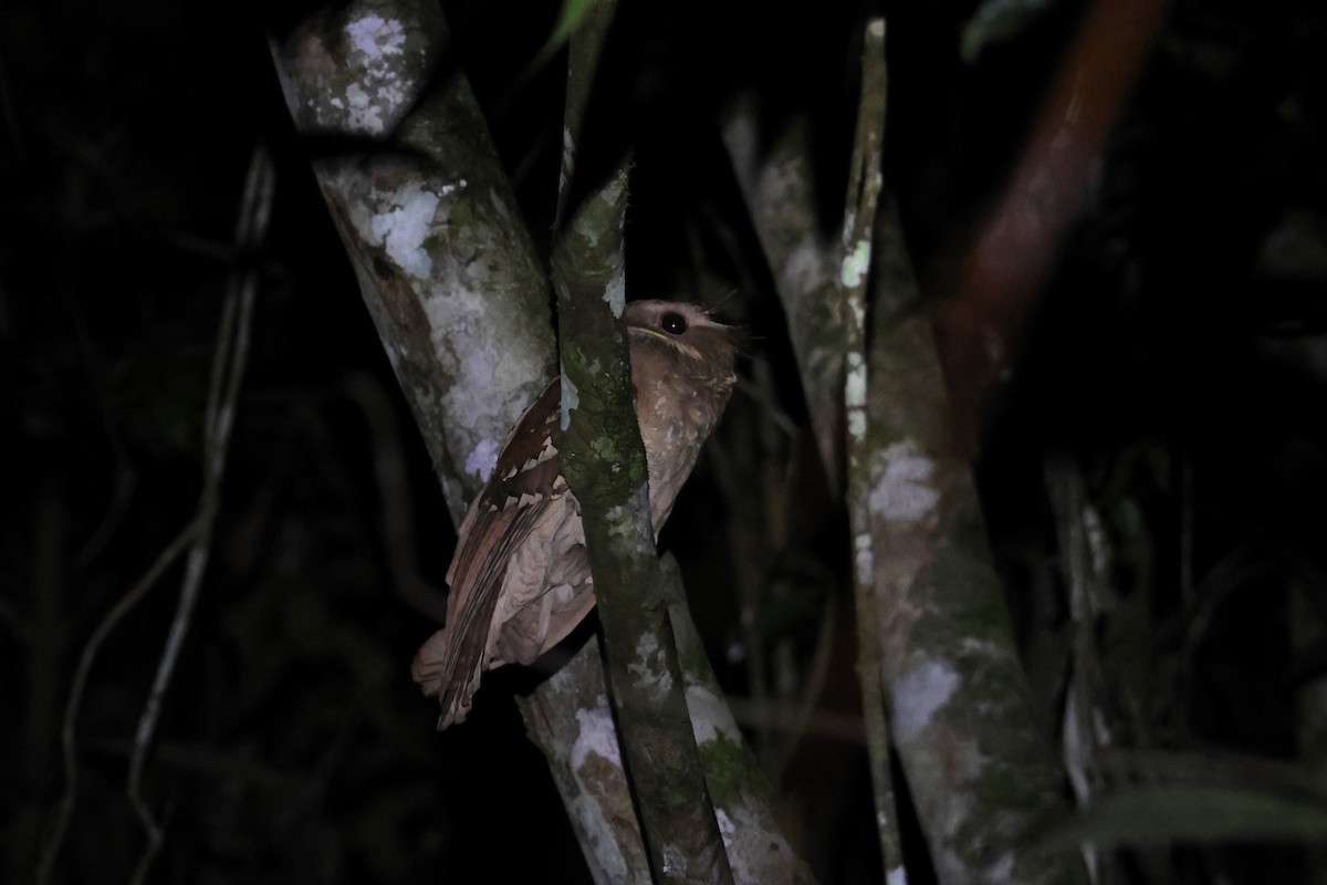 Dulit Frogmouth - ML580574131
