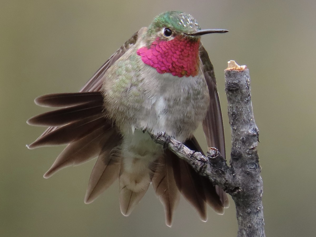 Broad-tailed Hummingbird - Bruce Pratt