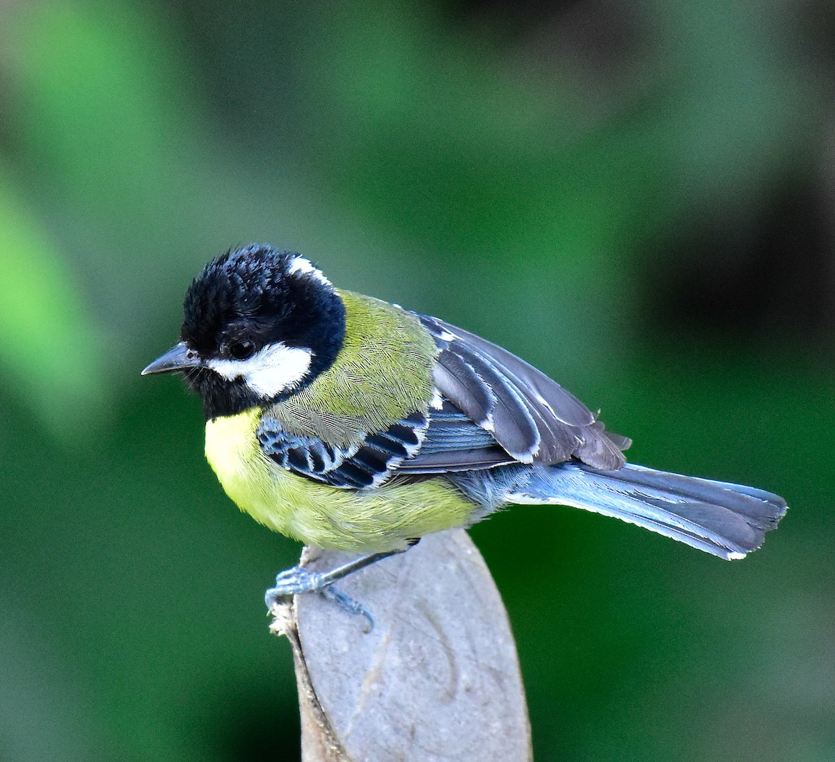 Green-backed Tit - ML580577981