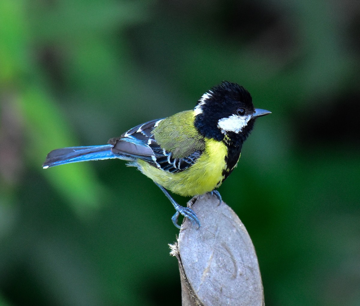 Green-backed Tit - ML580578001