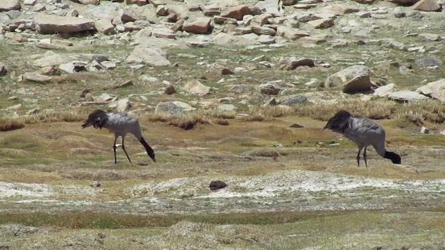 Grue à cou noir - ML580578471