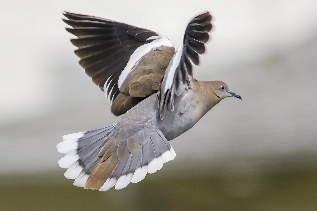 White-winged Dove - Charmaine Anderson