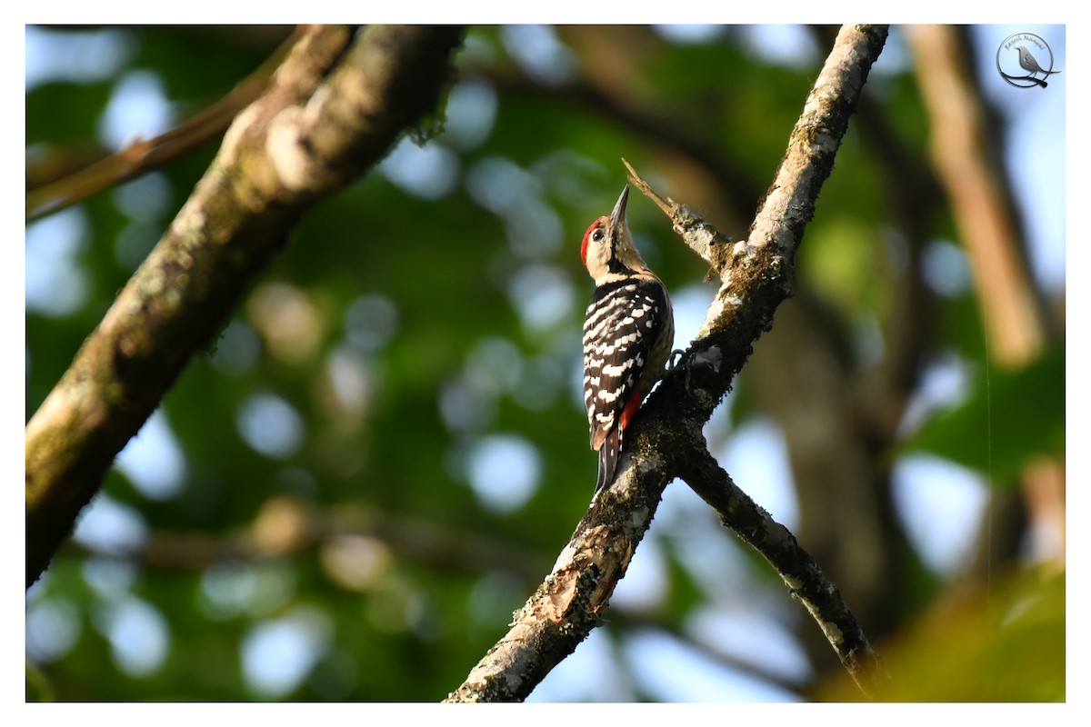 Fulvous-breasted Woodpecker - ML580581051