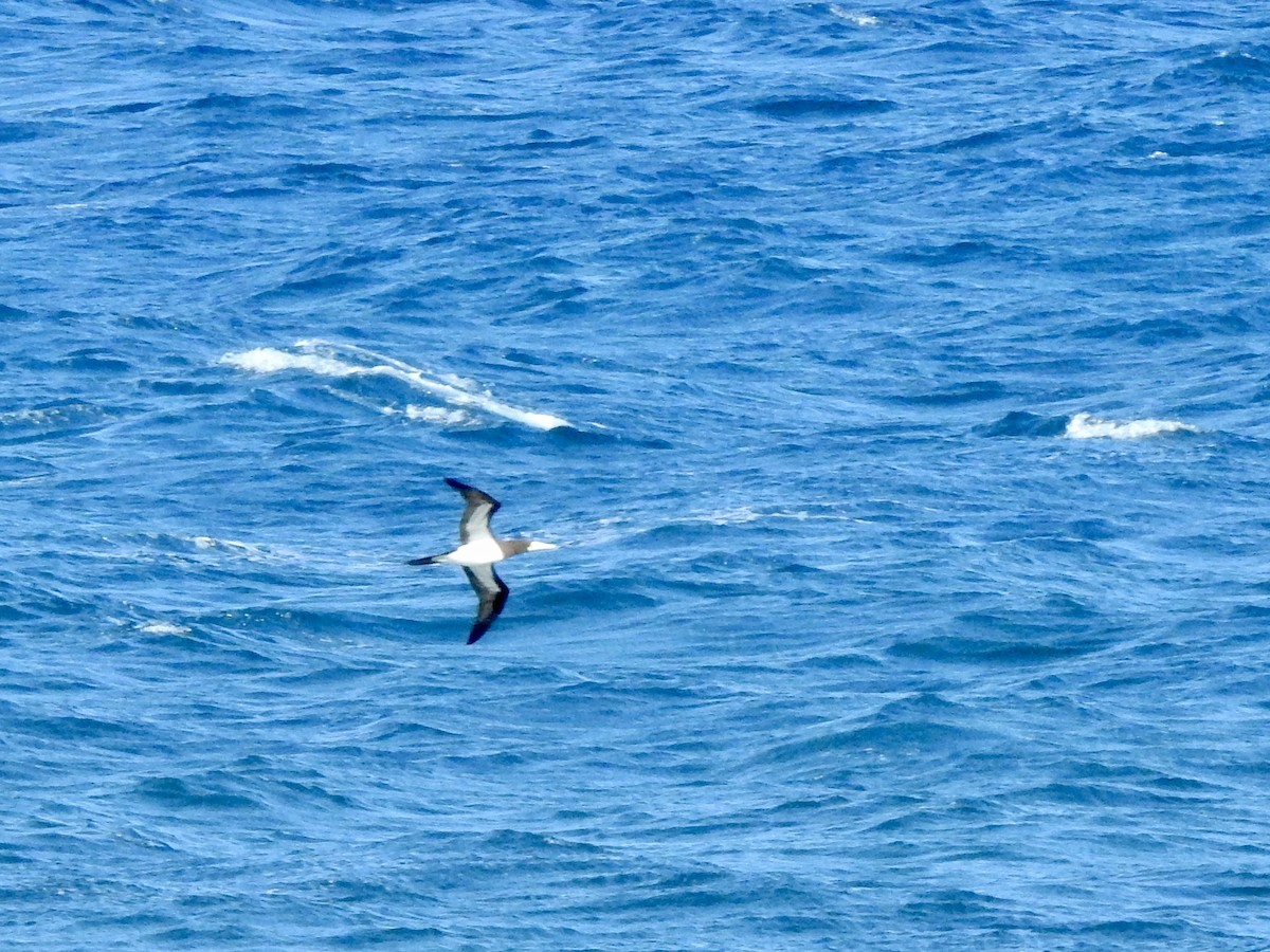 Brown Booby - ML580582881
