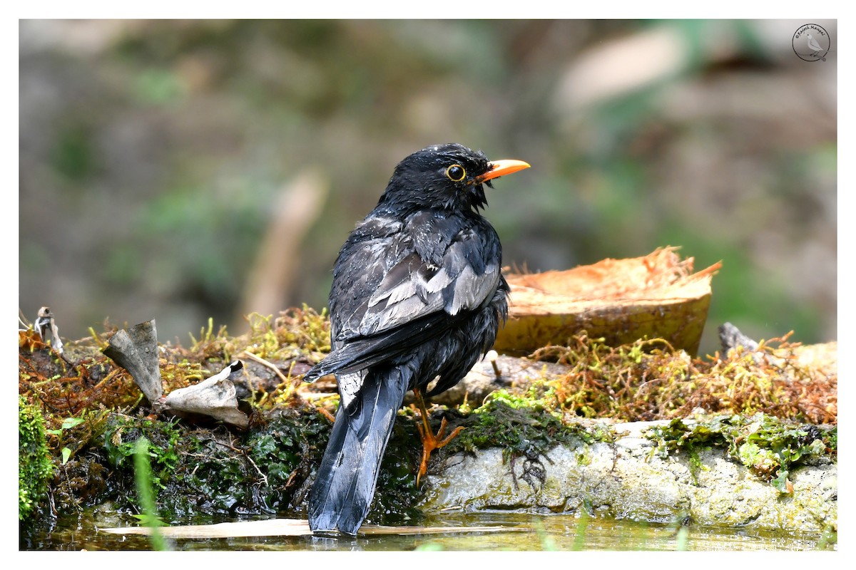 Gray-winged Blackbird - Rajesh Mangal