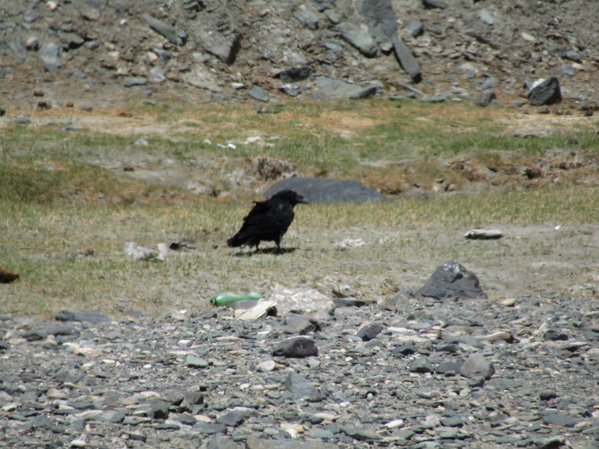 Common Raven - ML580585591