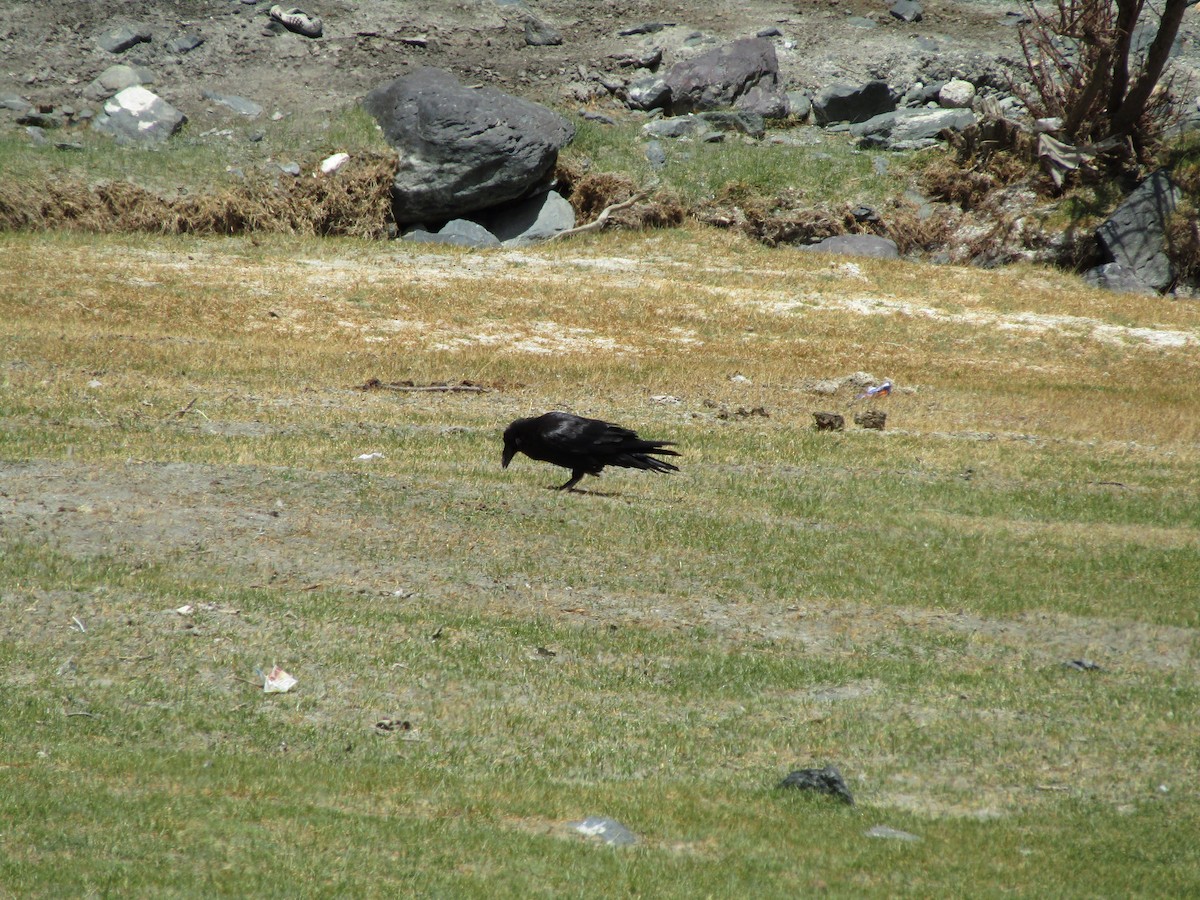 Common Raven - Panchapakesan Jeganathan