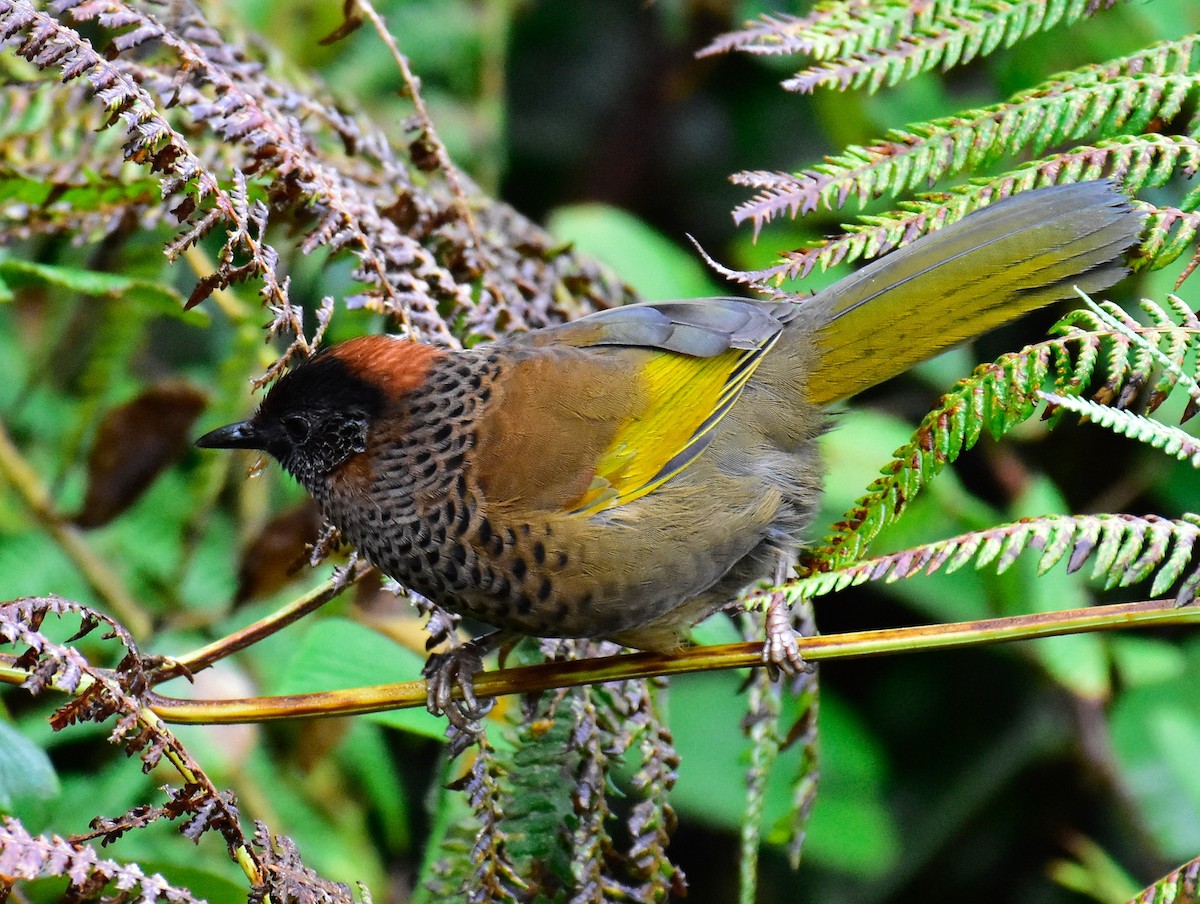 Chestnut-crowned Laughingthrush - ML580587951