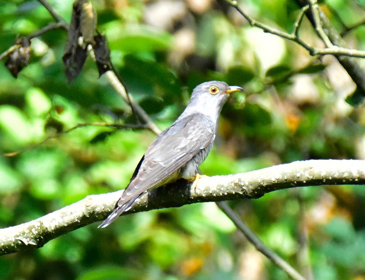 Himalayan Cuckoo - Arindam Roy