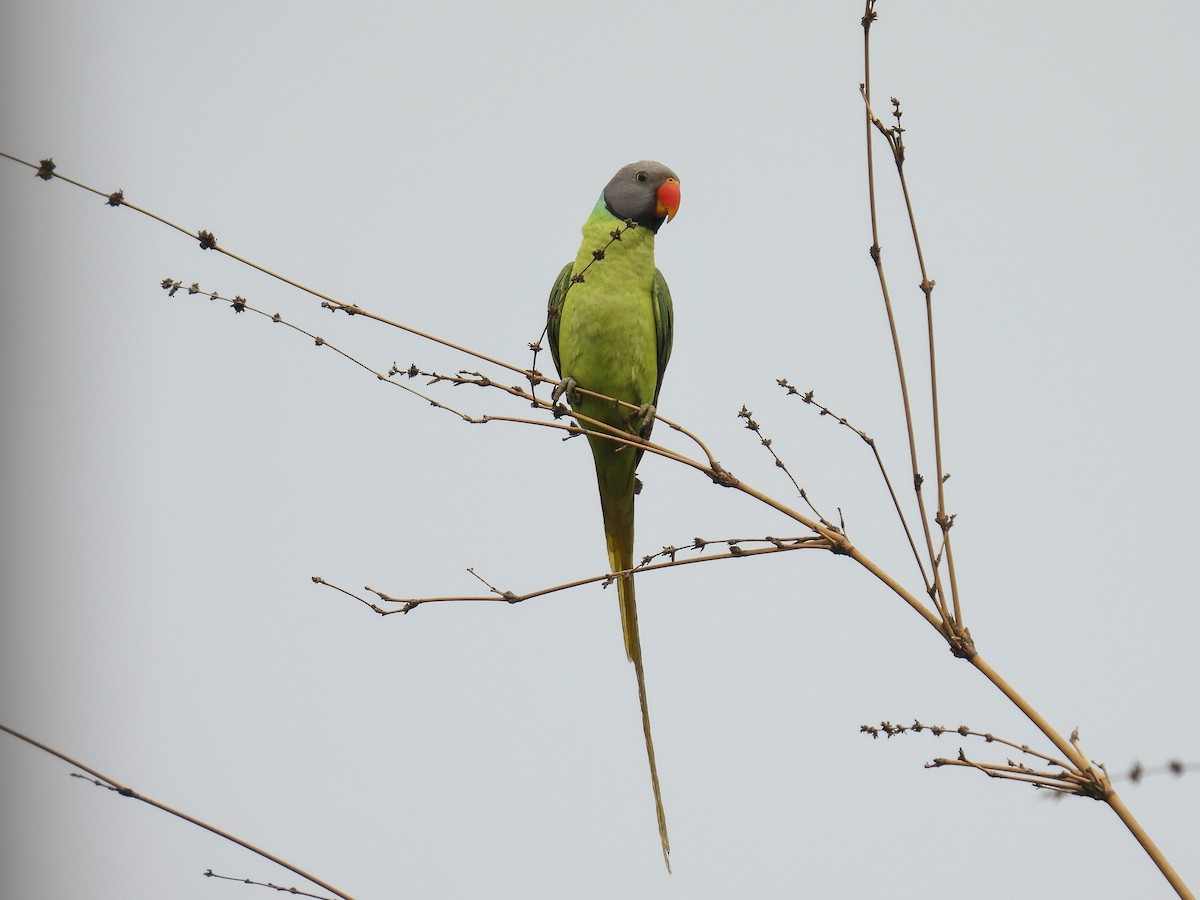 Gray-headed Parakeet - Dipayan Chakraborty
