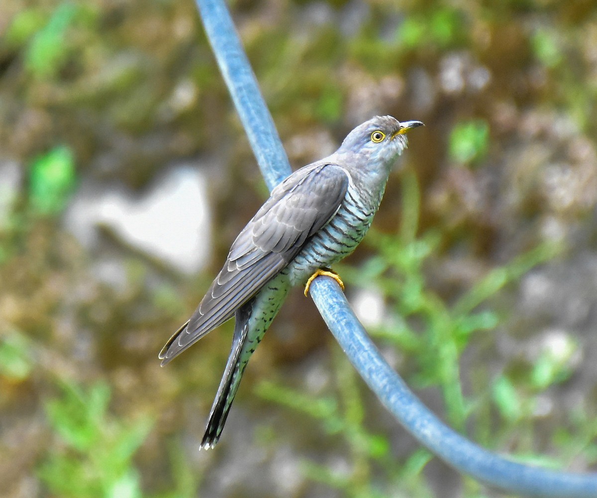 Common Cuckoo - ML580591521