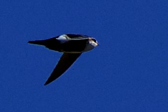 White-throated Swift - ML580591981
