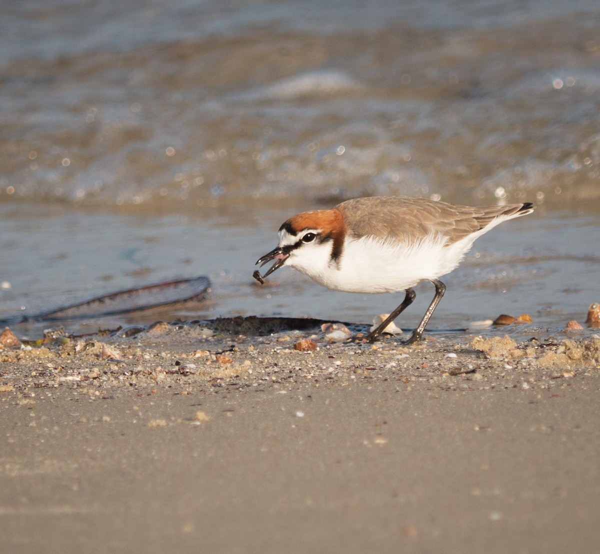 Red-capped Plover - ML580597171
