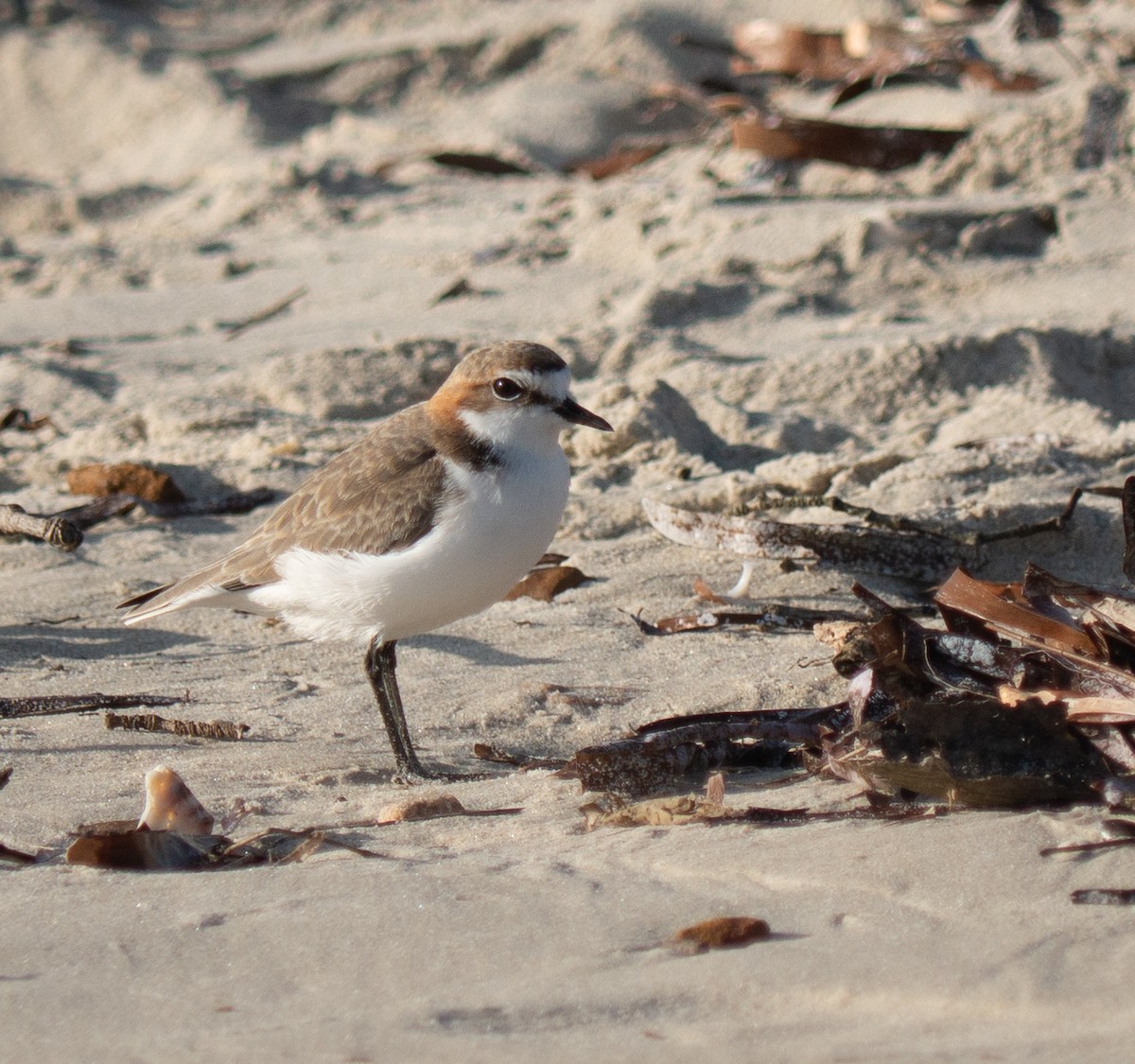 Red-capped Plover - ML580597471