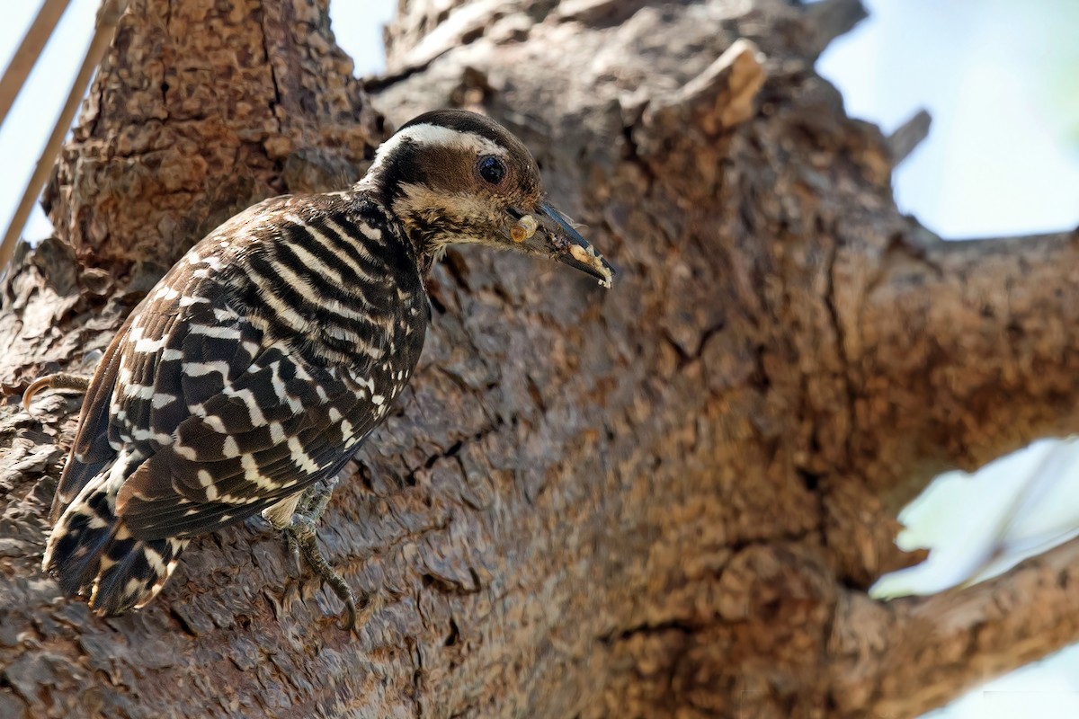 Philippine Pygmy Woodpecker - ML580601301