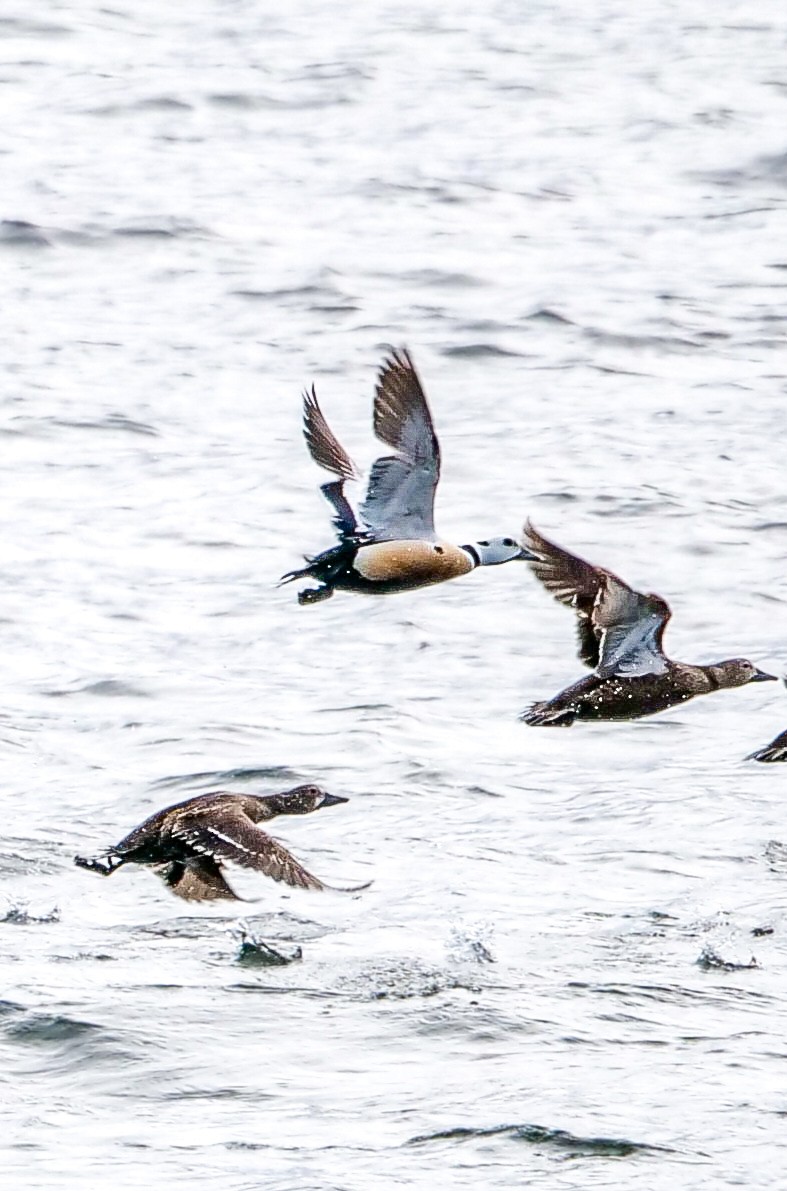 Steller's Eider - ML580604061