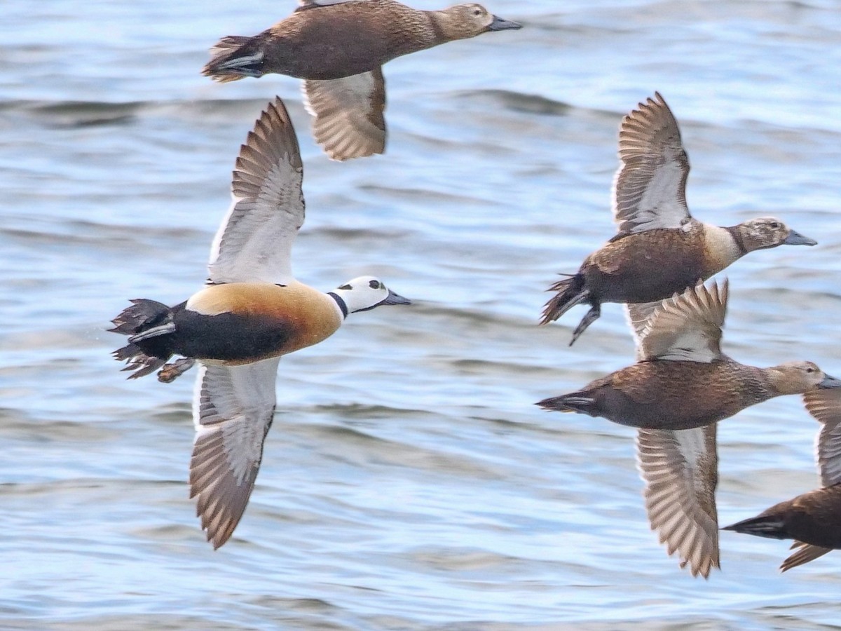 Steller's Eider - ML580604081