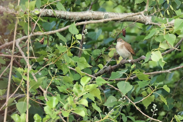 What Birds Use a Holm Oak As a Habitat: Discover Top Species