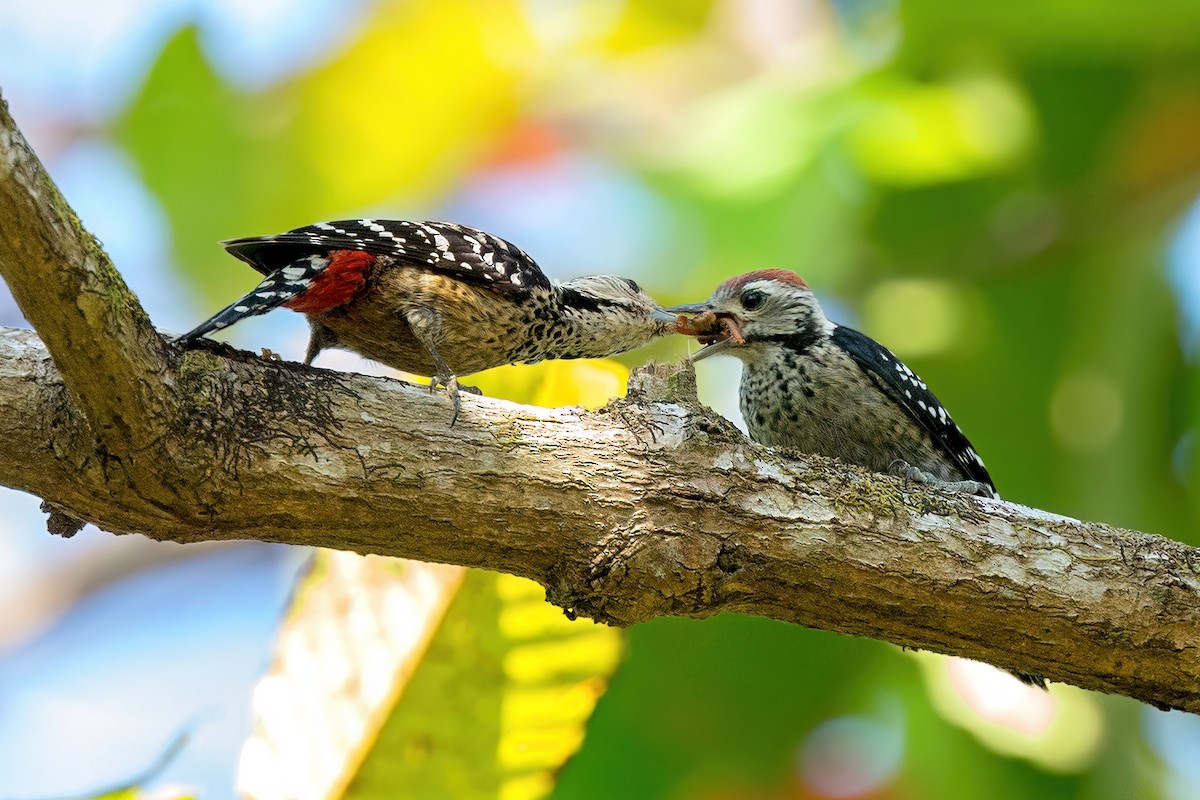 Freckle-breasted Woodpecker - ML580607481