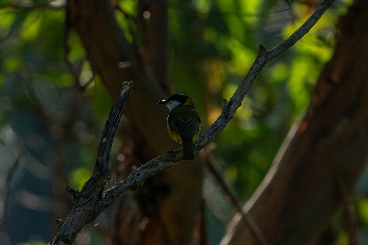 Yellow-throated Whistler (Timor) - Jafet Potenzo Lopes