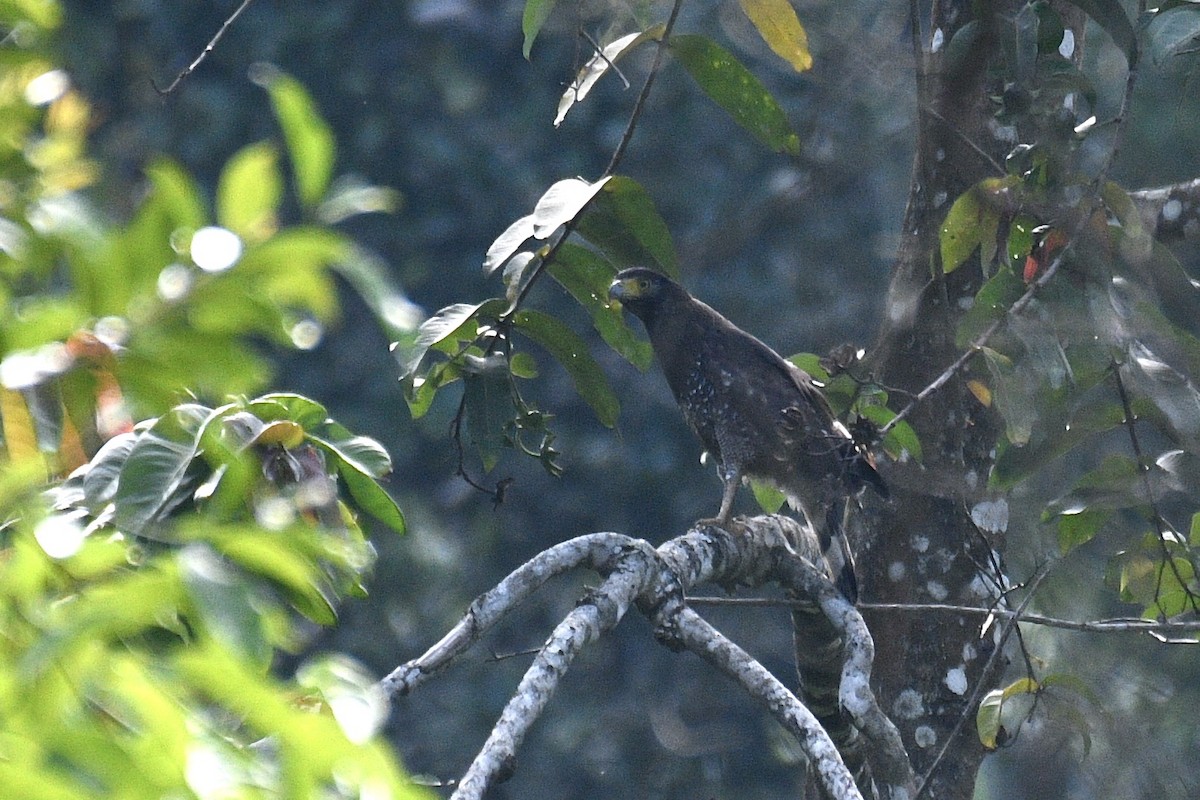 Crested Serpent-Eagle - ML580608541