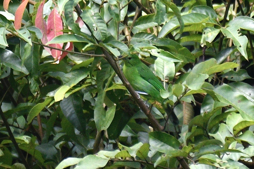 Lesser Green Leafbird - ML580608591