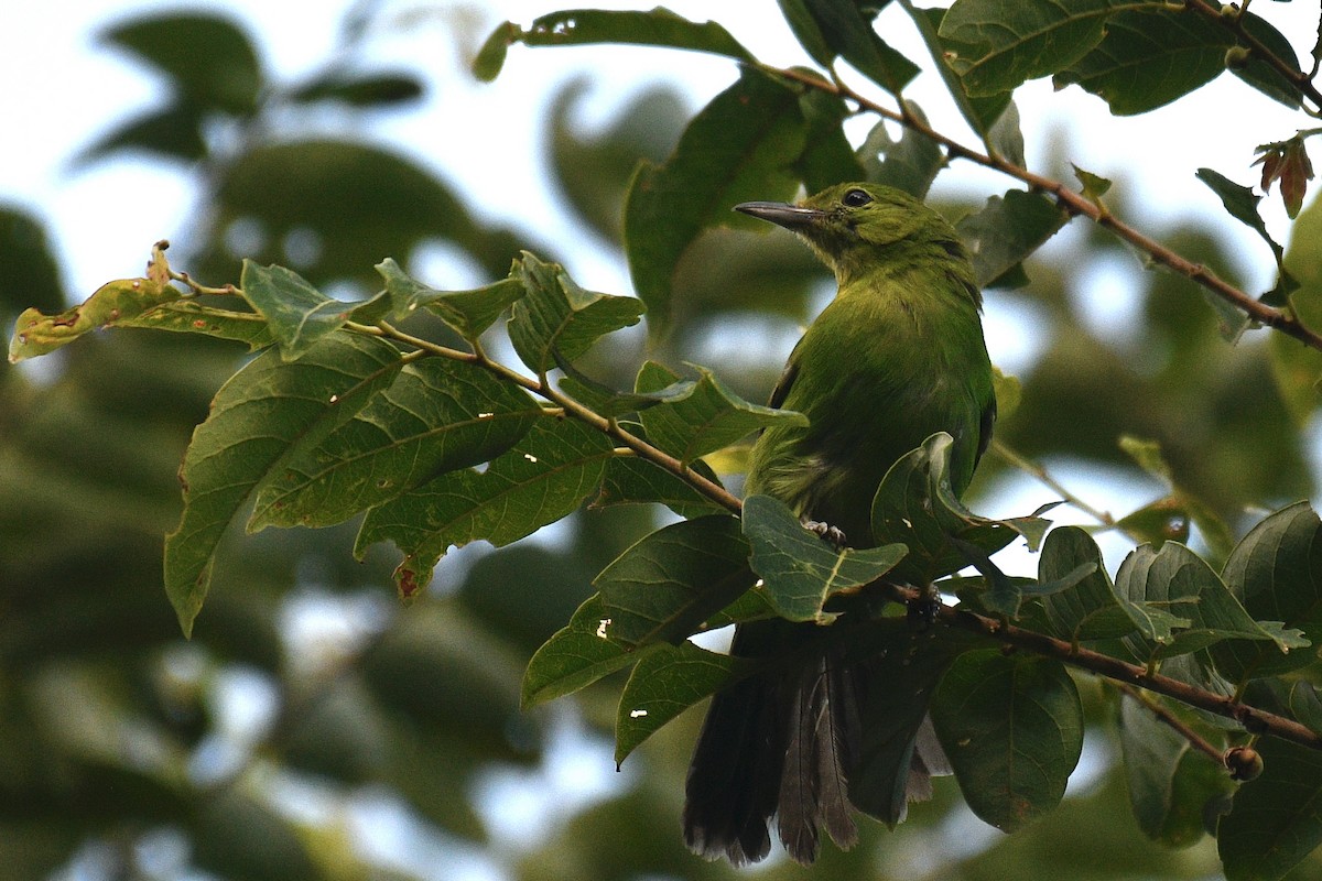 Lesser Green Leafbird - ML580608771