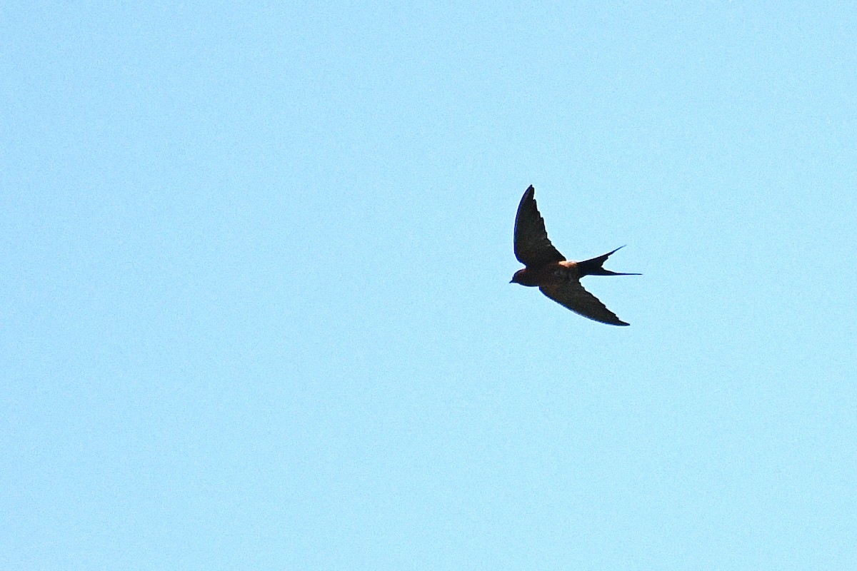 Rufous-bellied Swallow - ML580609321
