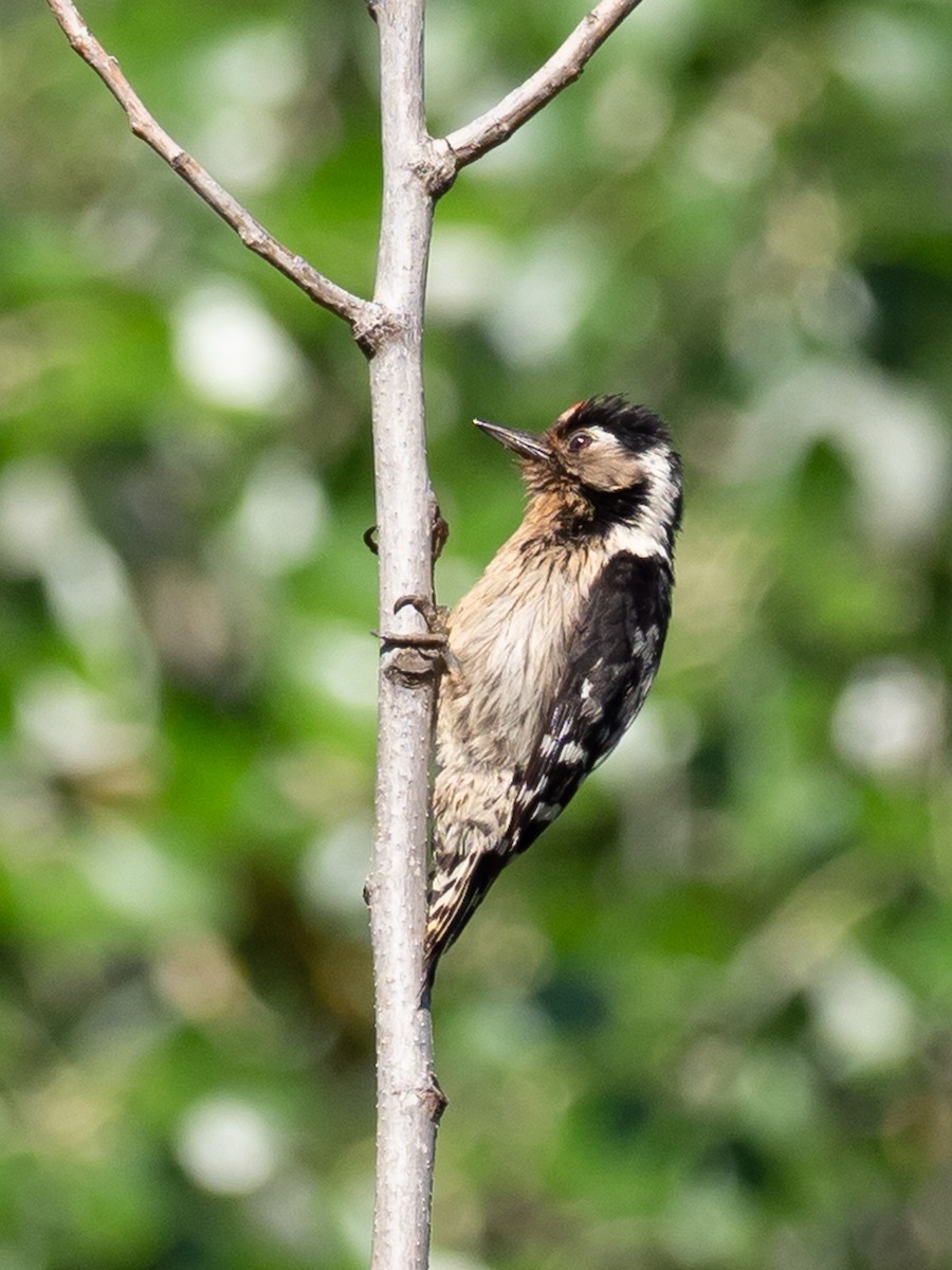 Lesser Spotted Woodpecker - Fernando Alonso