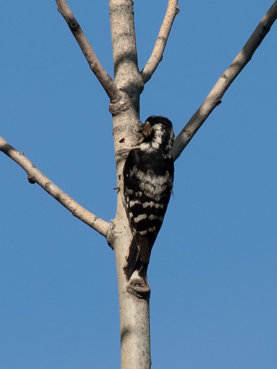 Lesser Spotted Woodpecker - ML580610441