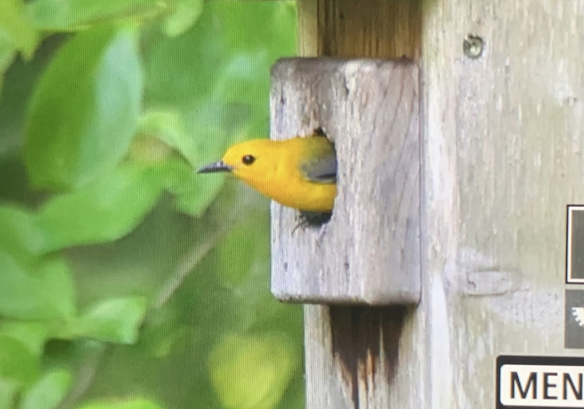 Prothonotary Warbler - ML580613131