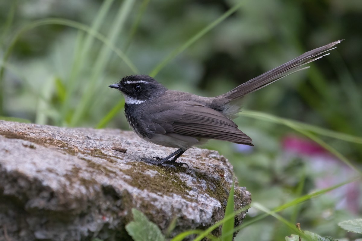 Spot-breasted Fantail - ML580613401