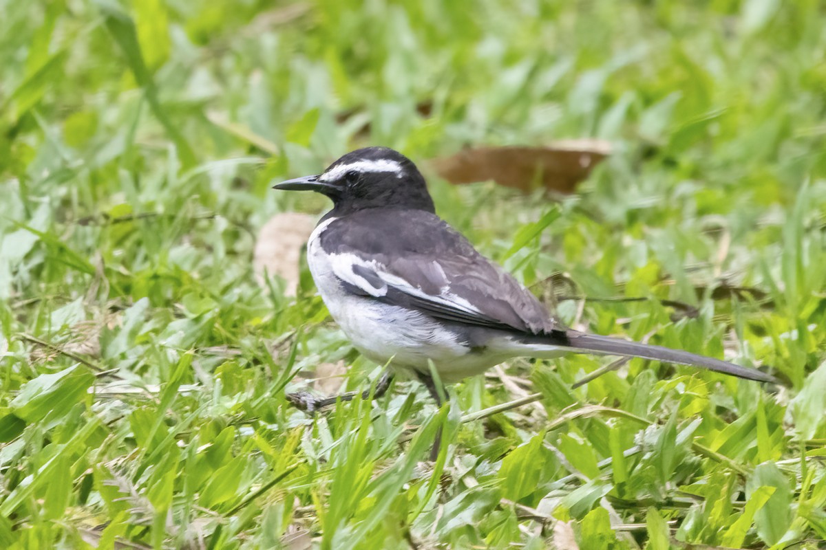 White-browed Wagtail - ML580613951