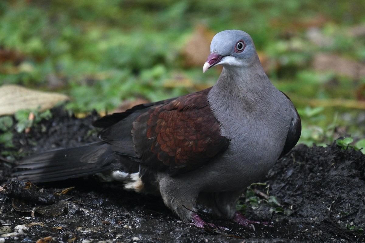 Mountain Imperial-Pigeon - ML580614101