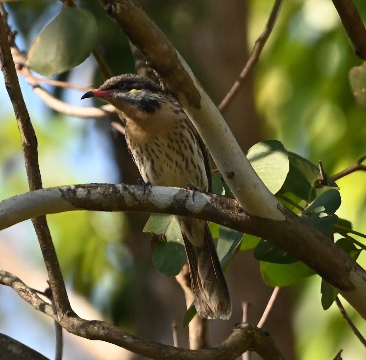 Ebird Australia Checklist Jun Central Coast Wetlands Pioneer Dairy Species