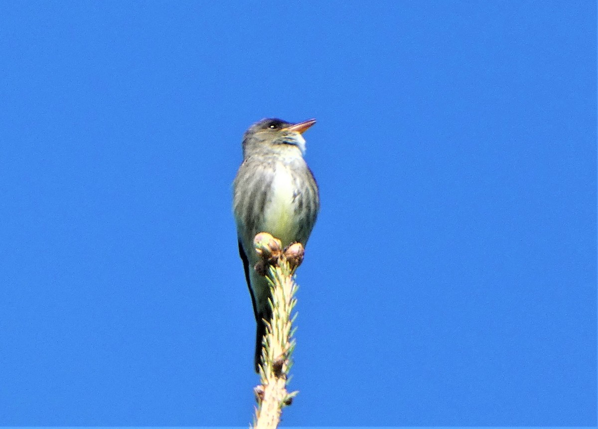 Olive-sided Flycatcher - Lucie Roy27