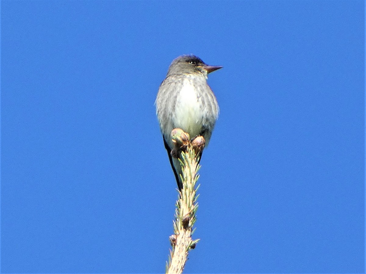 Olive-sided Flycatcher - Lucie Roy27