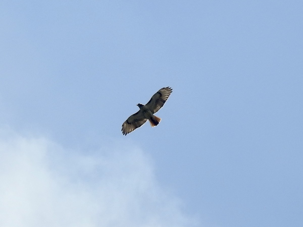 Red-tailed Hawk - ML580624811