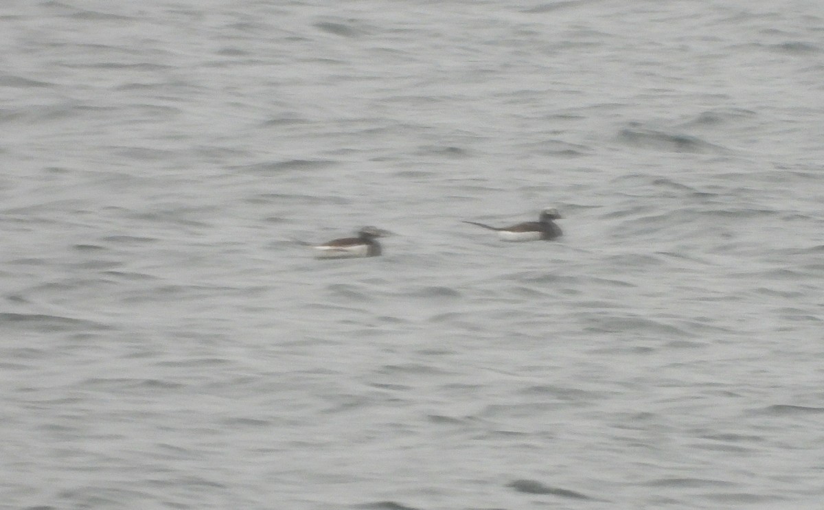 Long-tailed Duck - ML580625341