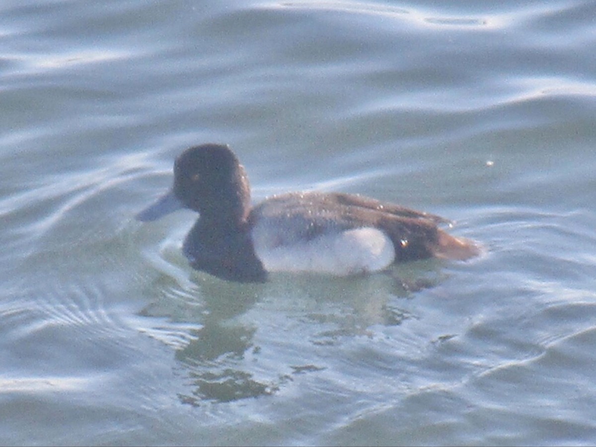 Greater/Lesser Scaup - ML580627541