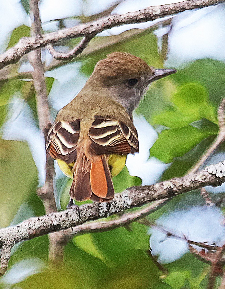 Great Crested Flycatcher - ML580627881