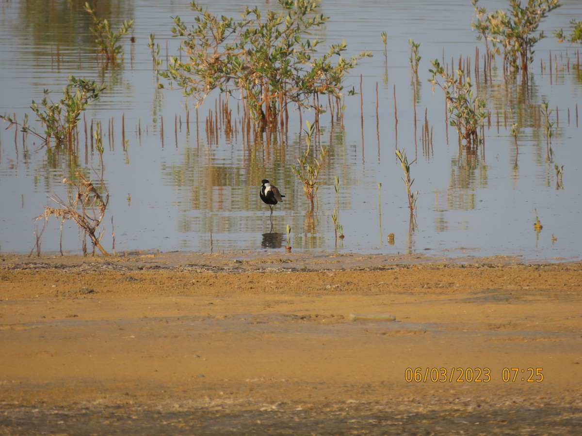 Spur-winged Lapwing - ML580628421