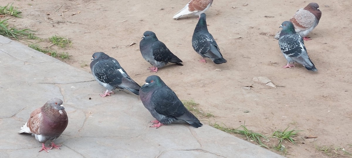 Rock Pigeon (Feral Pigeon) - ML580629021