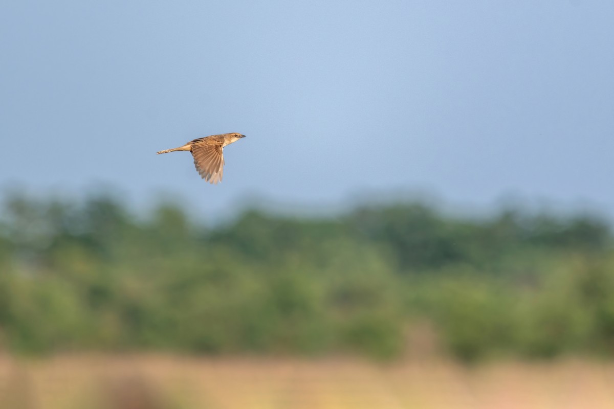 Bristled Grassbird - Deepak Budhathoki 🦉