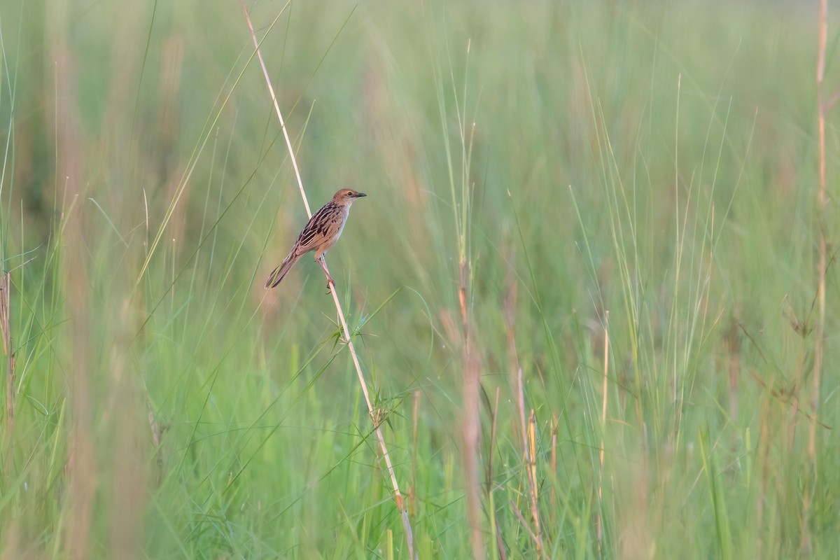 Bristled Grassbird - Deepak Budhathoki 🦉
