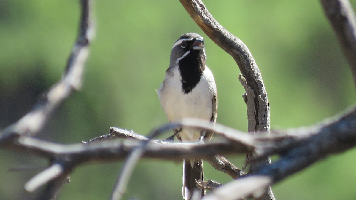 Black-throated Sparrow - ML580629451