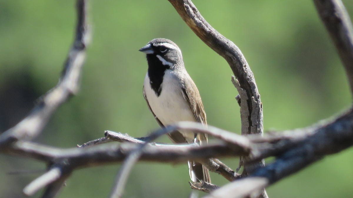 Black-throated Sparrow - Rick Robinson